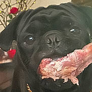 Cain is registered to the contest to win money with this photo: dog, black_dog, bone, chewing, pet, gold_chain, collar, closeup, indoor, animal, meat, face, canine, muzzle, ears, eyes, fur, background_blur, flower, lighting