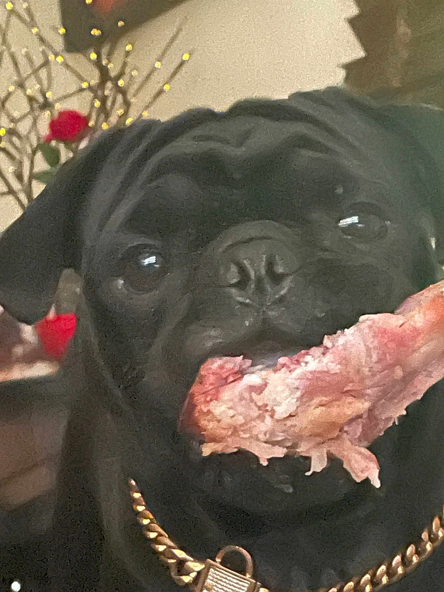 Cain is registered to the contest to win money with this photo: dog, black_dog, bone, chewing, pet, gold_chain, collar, closeup, indoor, animal, meat, face, canine, muzzle, ears, eyes, fur, background_blur, flower, lighting