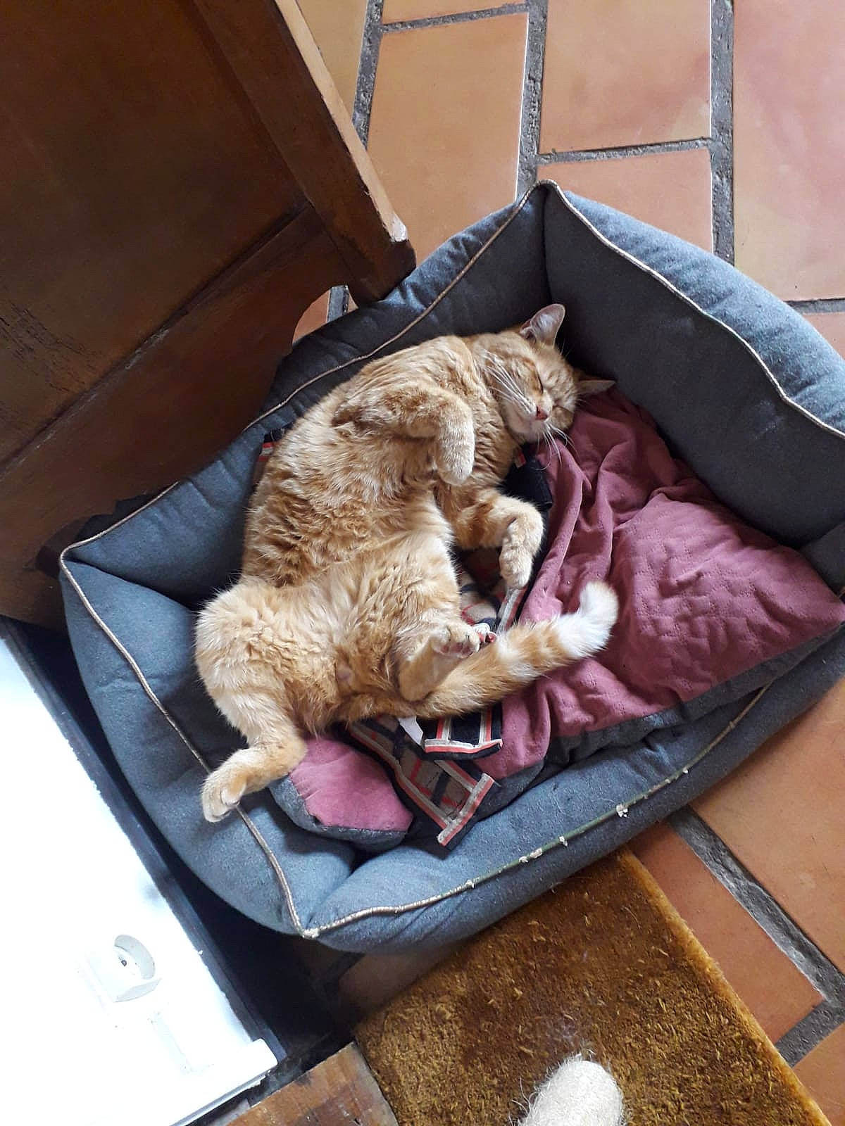 Garfield participe au concours pour gagner de l'argent avec cette photo : canidae, carnivore, cat, fawn, felidae, mammal, nap, small_to_medium_sized_cats, sporting_group