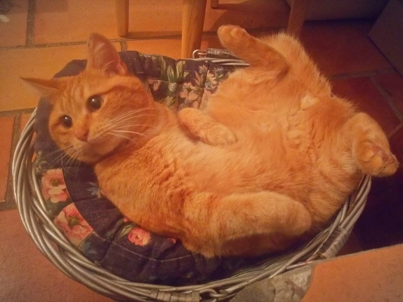 Garfield a rejoint le concours — aidez-le/la à gagner de superbes lots ! arabian_mau, asian, carnivore, cat, domestic_short_haired_cat, european_shorthair, eye, fawn, felidae, fur, german_rex, small_to_medium_sized_cats, tabby_cat, tail, whiskers