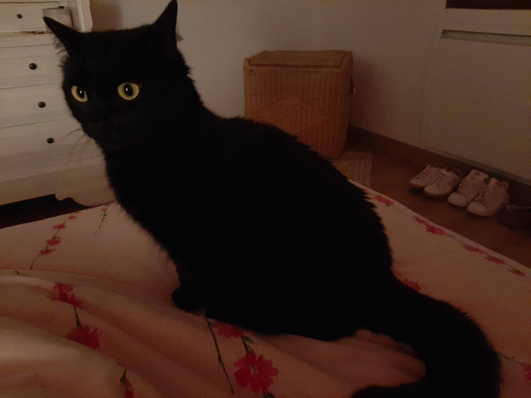 Salem a rejoint le concours — aidez-le/la à gagner de superbes lots ! asian, black, black_cat, bombay, carnivore, cat, domestic_long_haired_cat, domestic_short_haired_cat, eye, felidae, fur, mammal, polydactyl_cat, small_to_medium_sized_cats, tail, whiskers