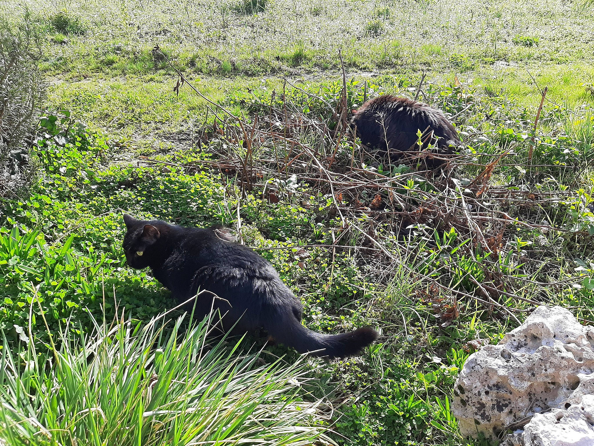 Salem participe au concours pour gagner de l'argent avec cette photo : carnivore, cat, felidae, grass, grass_family, plant, small_to_medium_sized_cats