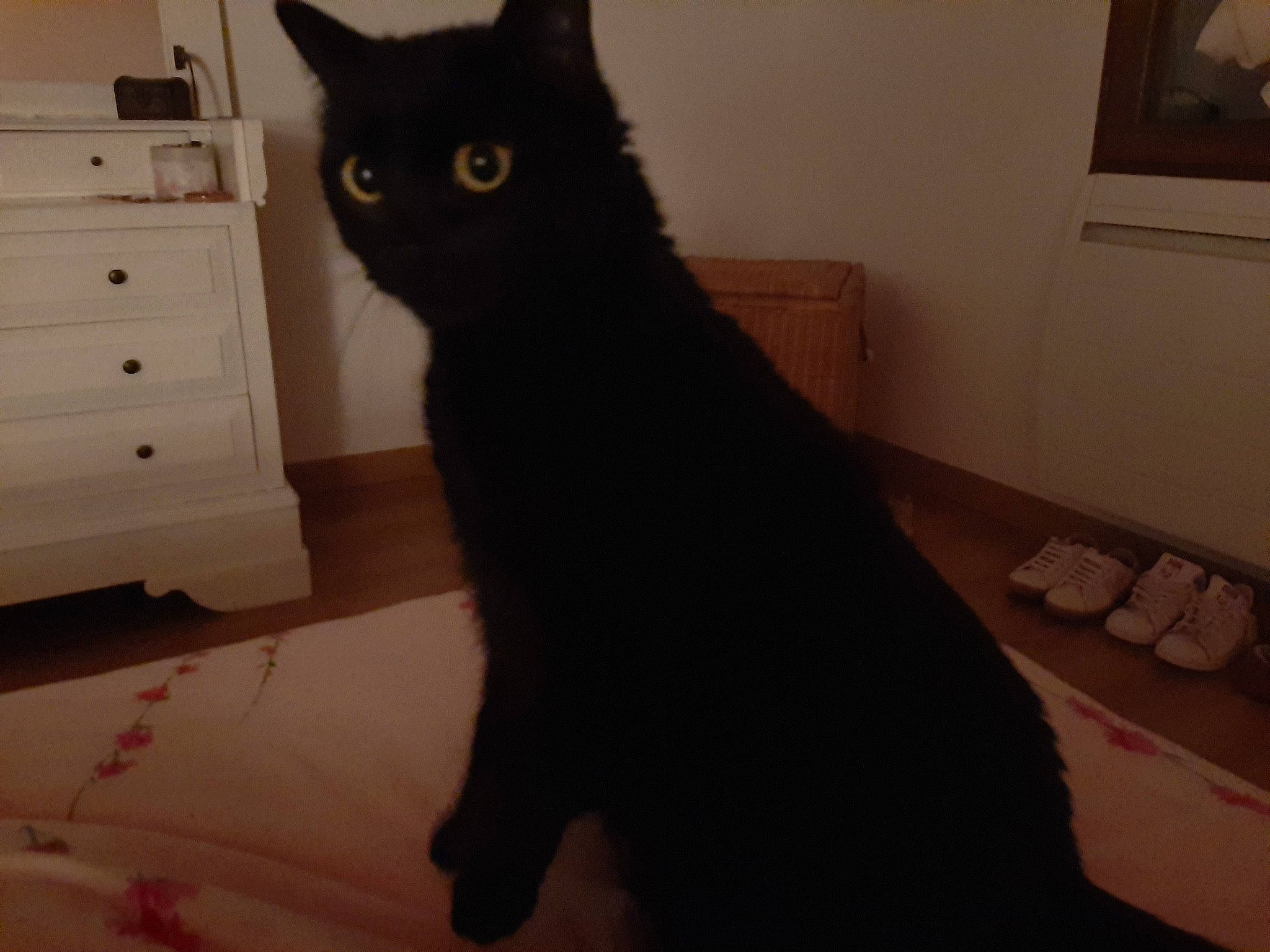 Salem a rejoint le concours — aidez-le/la à gagner de superbes lots ! asian, black, black_cat, bombay, british_shorthair, carnivore, cat, domestic_short_haired_cat, eye, felidae, fur, mammal, small_to_medium_sized_cats, tail, whiskers