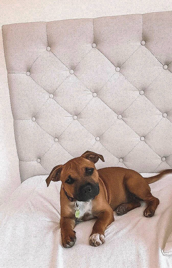 Pepper participe au concours pour gagner de l'argent avec cette photo : boerboel, boxer, canidae, carnivore, companion_dog, dog, dog_breed, fawn, mammal, puppy, rare_breed_dog, snout, vertebrate