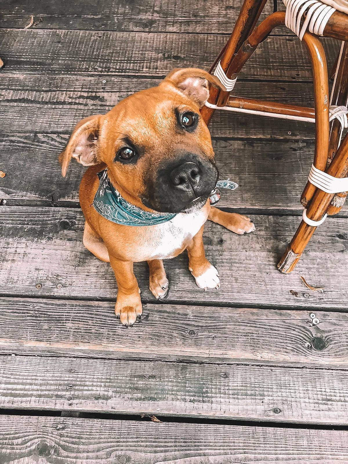 Pepper a rejoint le concours — aidez-le/la à gagner de superbes lots ! black_mouth_cur, boerboel, bullmastiff, canidae, carnivore, companion_dog, dog, dog_breed, fawn, leash, mammal, perro_de_presa_mallorquin, puggle, puppy, rare_breed_dog, snout, tosa, working_dog