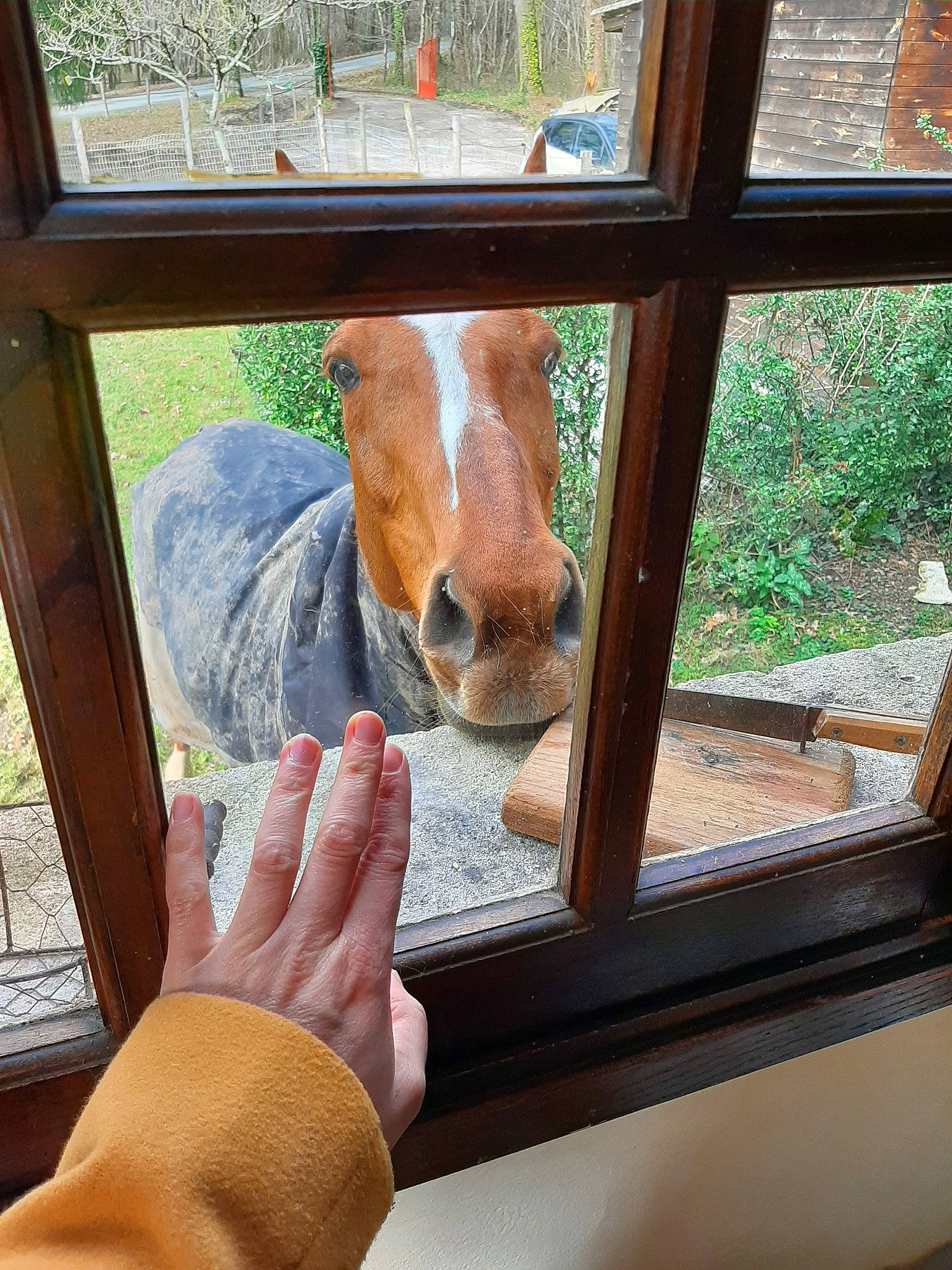 Pavane participe au concours pour gagner de l'argent avec cette photo : fawn, hand, horse, nose, window