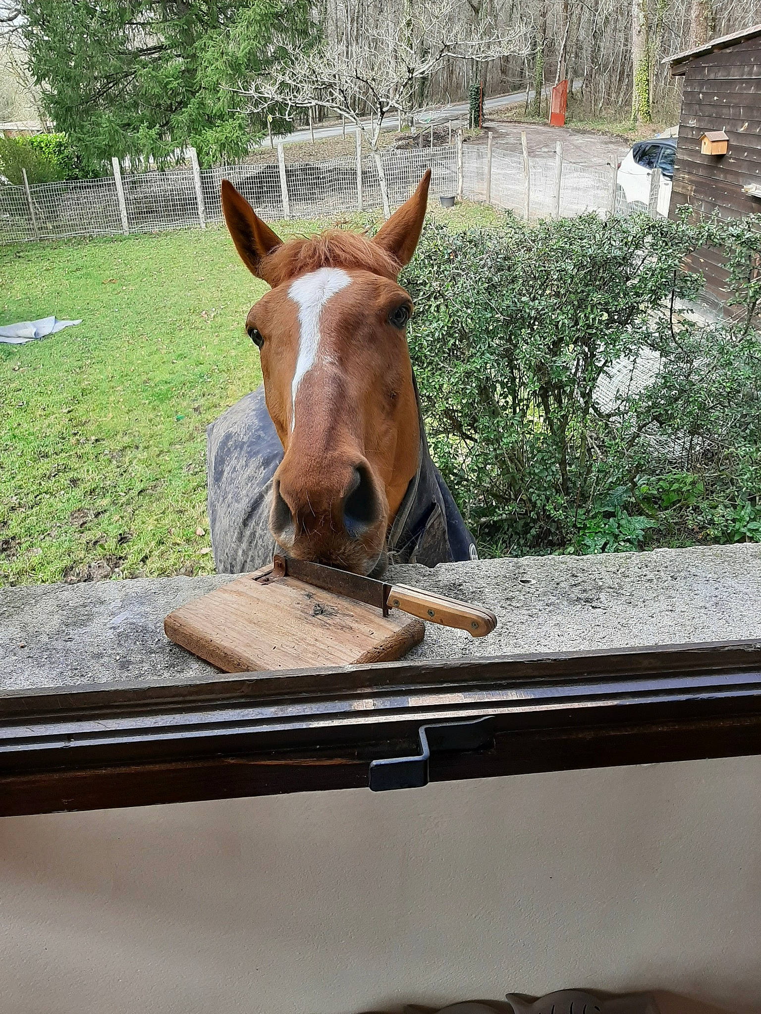 Pavane participe au concours pour gagner de l'argent avec cette photo : burro, fawn, horse, mane, mare, pack_animal, snout, sorrel, wildlife, zoo