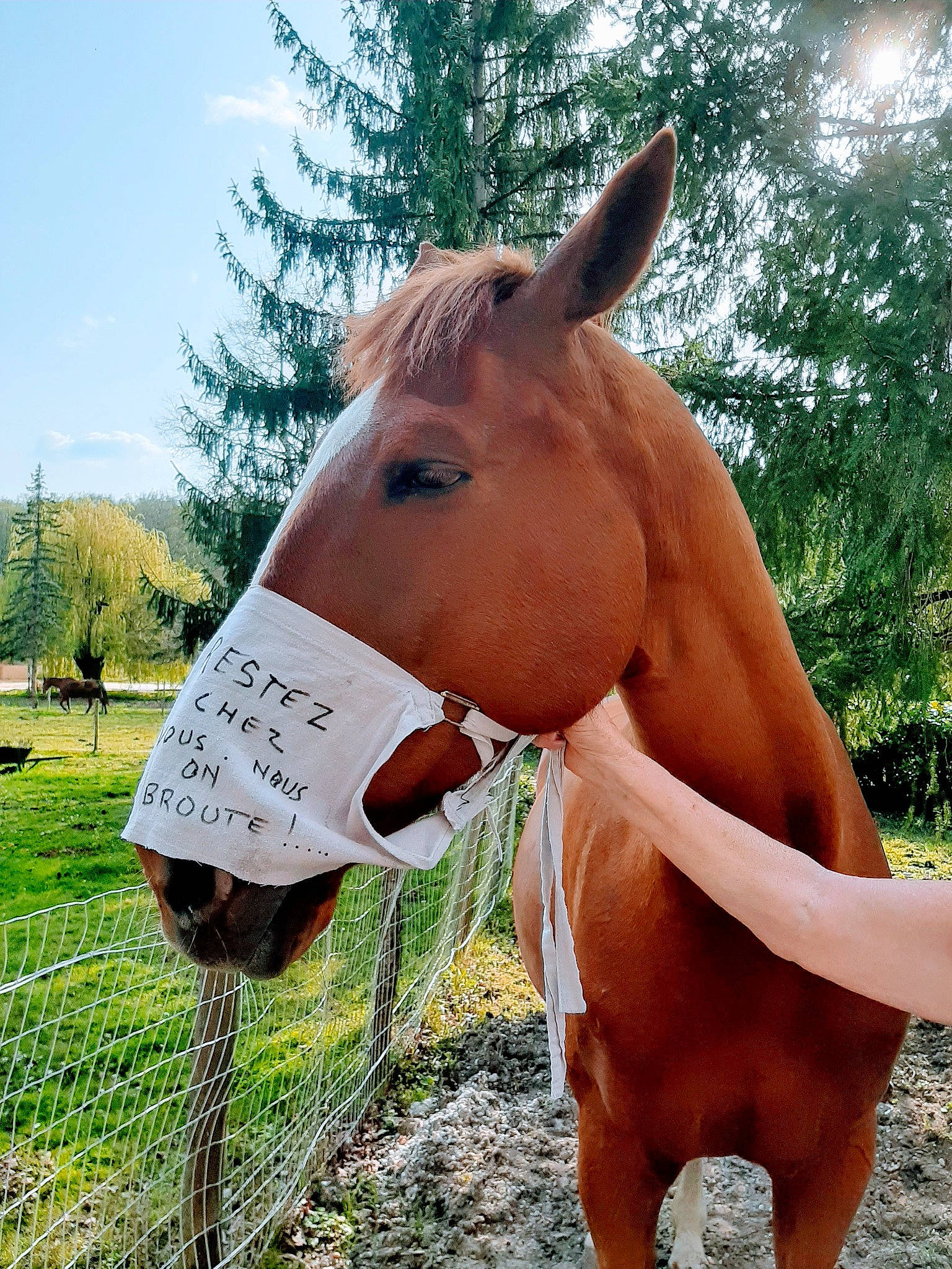 Pavane participe au concours pour gagner de l'argent avec cette photo : bridle, ear, halter, horse, horse_supplies, horse_tack, liver, livestock, mammal, mane, mare, mustang_horse, nose, pack_animal, pasture, rein, snout, sorrel, stallion, vertebrate