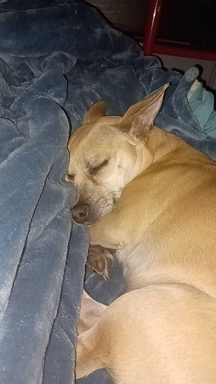 Sandy joined the competition — help win amazing prizes! canidae, carnivore, comfort, companion_dog, dog, dog_breed, fawn, fur, nap, non_sporting_group, paw, sporting_group, tail, terrestrial_animal, toy_dog, whiskers