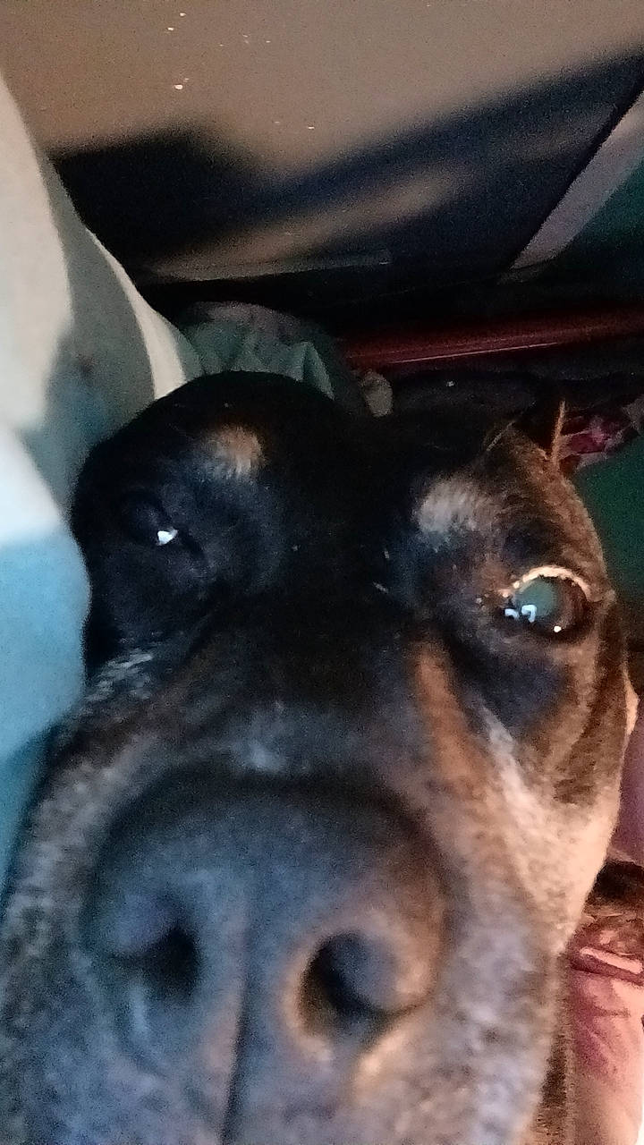 Hailey is registered to the contest to win money with this photo: carnivore, companion_dog, dog, dog_breed, ear, fur, guard_dog, hunting_dog, montenegrin_mountain_hound, snout, sporting_group, whiskers, working_animal, working_dog