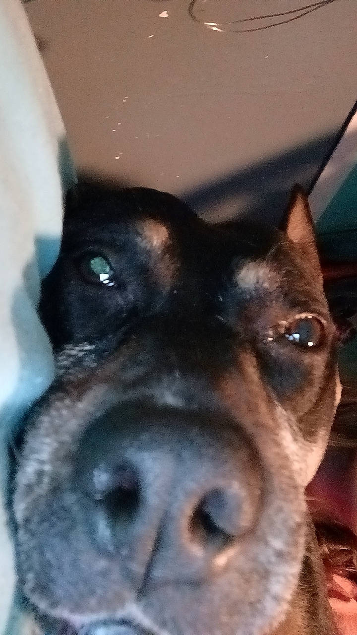 Hailey is registered to the contest to win money with this photo: canidae, carnivore, companion_dog, dog, dog_breed, ear, electric_blue, fur, guard_dog, jaw, snout, sporting_group, terrestrial_animal, whiskers, working_animal, working_dog