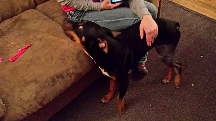 Hailey joined the competition — help win amazing prizes! canidae, carnivore, comfort, companion_dog, couch, dog, dog_breed, flooring, foot, fun, guard_dog, rottweiler, sharing, sitting, snout, sporting_group, tail, toy_dog, working_animal, working_dog