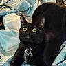 Babi joined the competition — help win amazing prizes! black_cat, cat, pet, animal, wide_eyes, stretching, blue_blanket, floral_pattern, collar, indoor, feline, curious, fur, whiskers, bed, soft_texture, alert, looking_up, close_up, domestic_cat