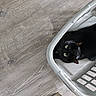 black_cat, cat, laundry_basket, wooden_floor, indoor, pet, animal, green_eyes, feline, looking_up, curious, resting, domestic_cat, cute, whiskers, ears, fur, household, relaxed, cozy