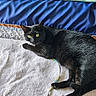 Babi is registered to the contest to win money with this photo: black_cat, cat, pet, animal, yellow_eyes, feline, towel, quilt, bed, indoor, domestic, resting, lying_down, fur, whiskers, playful, ribbon, cozy, comfortable, close_up