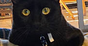Babi joined the competition — help win amazing prizes! black_cat, cat, pet, indoor, cushion, striped, yellow_eyes, furniture, chair, glass_table, curtains, window, relaxed, animal, domestic_cat, whiskers, collar, home, cozy, sunlight