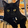 black_cat, cat, pet, indoor, cushion, striped, yellow_eyes, furniture, chair, glass_table, curtains, window, relaxed, animal, domestic_cat, whiskers, collar, home, cozy, sunlight