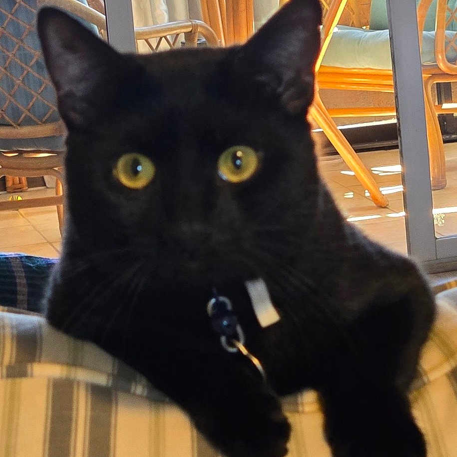 Babi joined the competition — help win amazing prizes! black_cat, cat, pet, indoor, cushion, striped, yellow_eyes, furniture, chair, glass_table, curtains, window, relaxed, animal, domestic_cat, whiskers, collar, home, cozy, sunlight