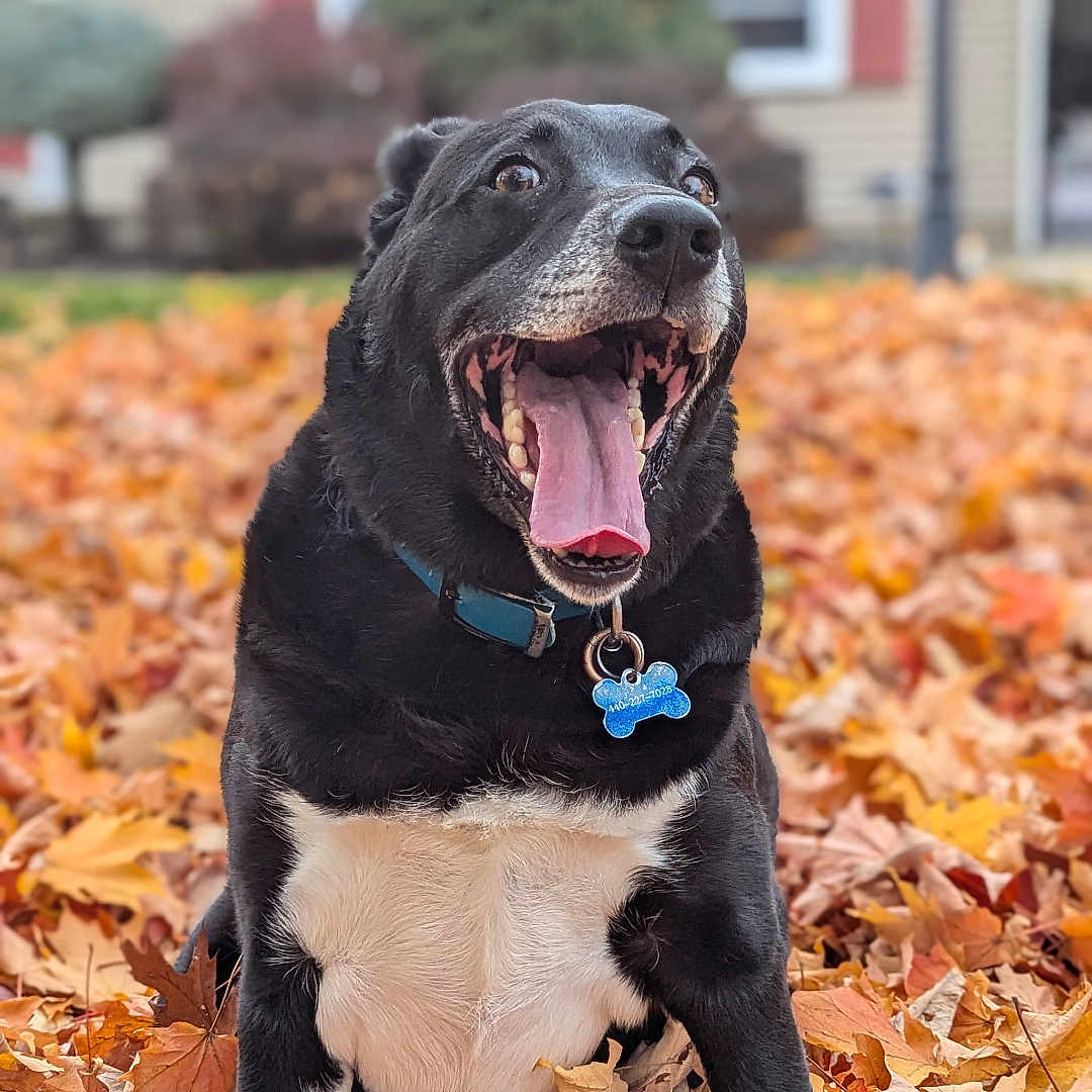 Max is registered to the contest to win money with this photo: autumn_leaves, black_and_white, blurred_background, canine, collar, dog, excited, fall, front_paws, happy, house, nature, outdoor, pet, playful, portrait, seasonal, tag, tongue_out, yard