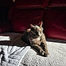 Blue participe au concours pour gagner de l'argent avec cette photo : cat, gray_cat, feline, pet, animal, sitting, lounging, relaxed, sunlight, shadow, car_interior, car_seat, upholstery, red_background, blanket, paws, ears, fur, portrait, indoor