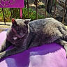 Blue a rejoint le concours — aidez-le/la à gagner de superbes lots ! cat, gray_cat, feline, pet, animal, sleepy, relaxed, lying_down, stretched_out, whiskers, fur, paws, outdoor, patio, garden, sunlight, purple_table, railing, shadows, portrait