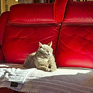 Blue a rejoint le concours — aidez-le/la à gagner de superbes lots ! cat, gray_cat, sleeping, sitting, sofa, couch, red_sofa, leather, towel, indoor, living_room, sunlight, shadow, pet, feline, whiskers, ears, relaxed, home, furniture