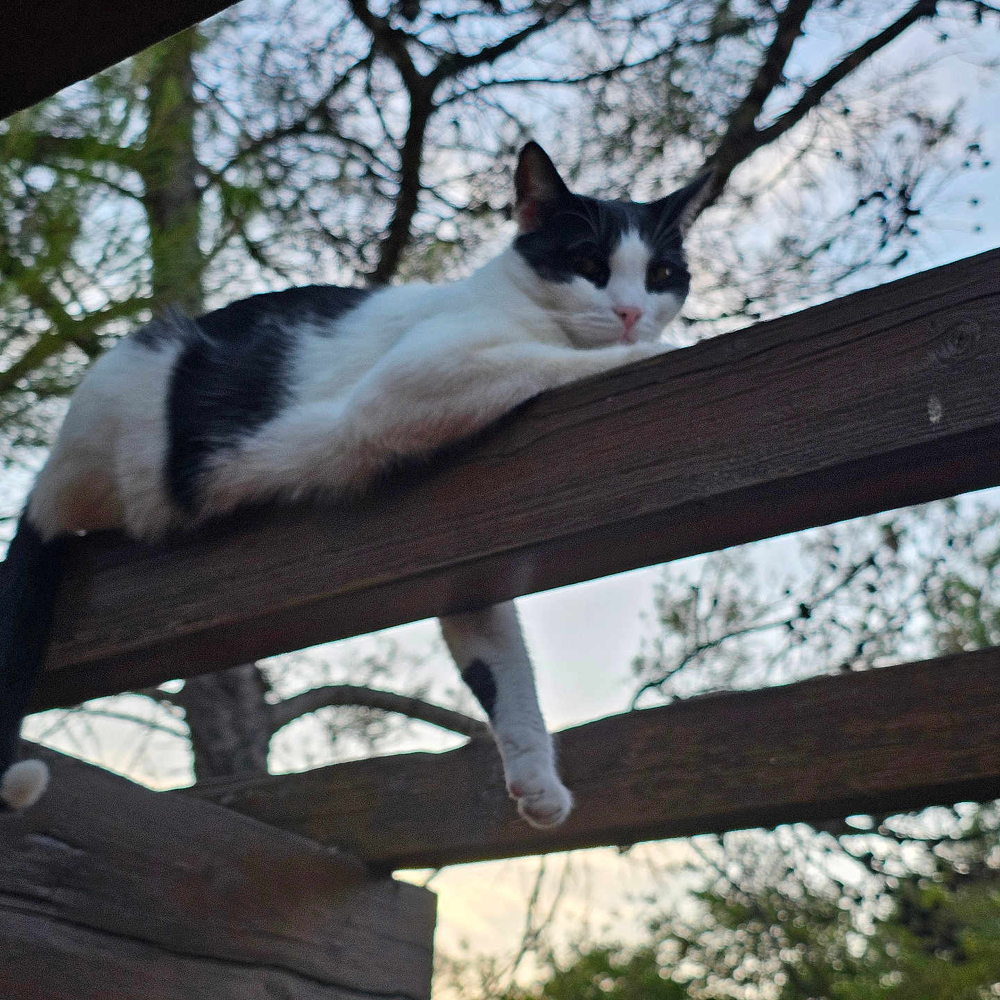 Oscar