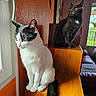 cat, cats, tuxedo_cat, black_cat, white_cat, pet, animal, sitting, indoor, home, window, wooden_furniture, staircase, door, natural_light, portrait, whiskers, ears, tail, watchful