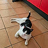 cat, cats, black_cat, black_and_white_cat, animal, pet, indoor, hallway, tile_floor, red_wall, sitting, lying_down, sprawling, relaxed, alert, tuxedo_cat, tail, ears, home, corridor