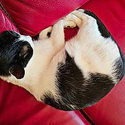 Oscar a rejoint le concours — aidez-le/la à gagner de superbes lots ! cat, black_and_white, sleeping, curled_up, pet, feline, fur, paws, whiskers, ears, animal, red, leather, chair, indoors, cozy, relaxed, nap, closeup, photography