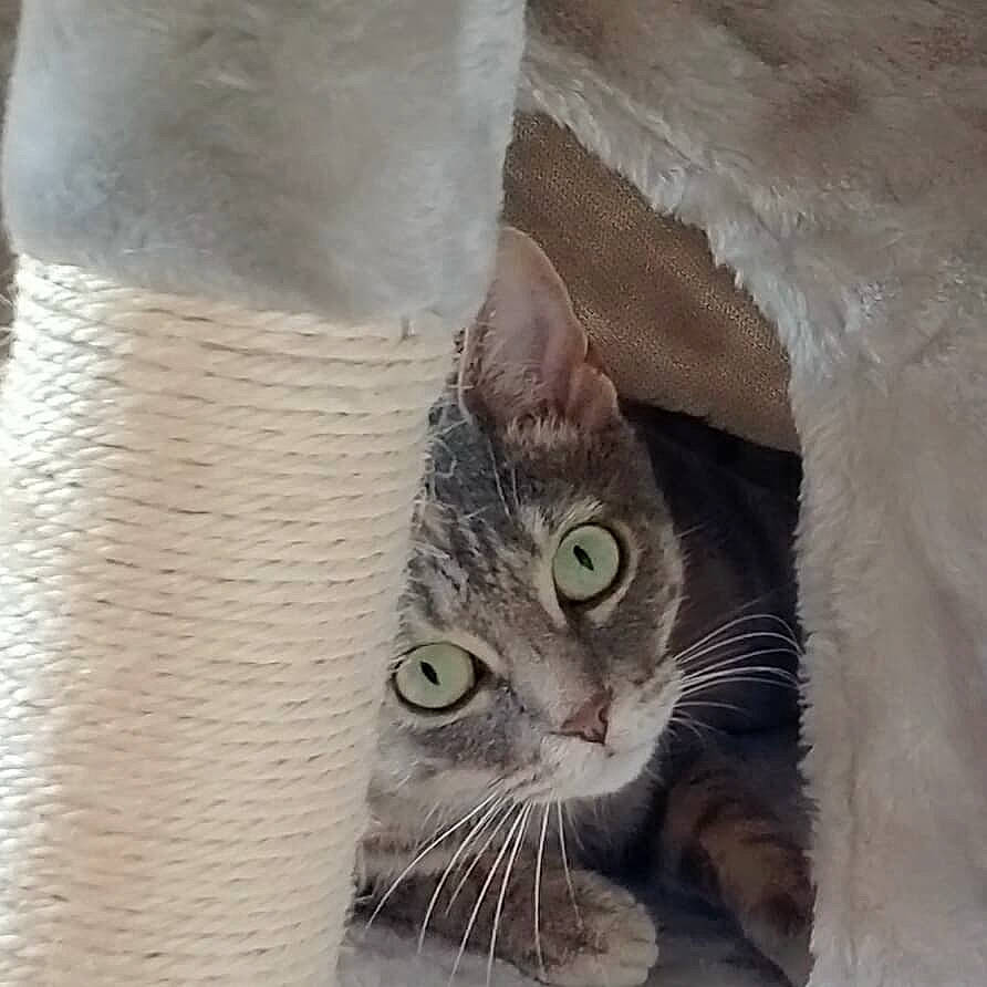 Plume participe au concours pour gagner de l'argent avec cette photo : carnivore, cat, cat_supply, comfort, domestic_short_haired_cat, door, eye, felidae, fur, paw, small_to_medium_sized_cats, snout, tail, terrestrial_animal, trunk, whiskers, window, wood