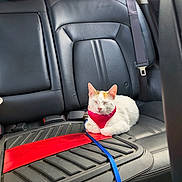 Maggie joined the competition — help win amazing prizes! animal, backseat, black, calm, car_interior, cat, cute, domestic, feline, harness, indoor, leash, leather_seat, orange, pet, red, resting, sleeping, vehicle, white