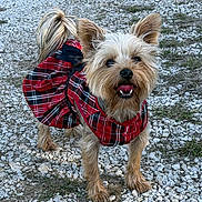 Maryanna is registered to the contest to win money with this photo: dog, small_dog, plaid_dress, red_dress, outdoor, gravel, happy, tongue_out, ears_up, pet, animal, cute, fur, tail, walking, standing, nature, grass, smiling, canine