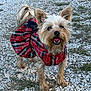 dog, small_dog, plaid_dress, red_dress, outdoor, gravel, happy, tongue_out, ears_up, pet, animal, cute, fur, tail, walking, standing, nature, grass, smiling, canine
