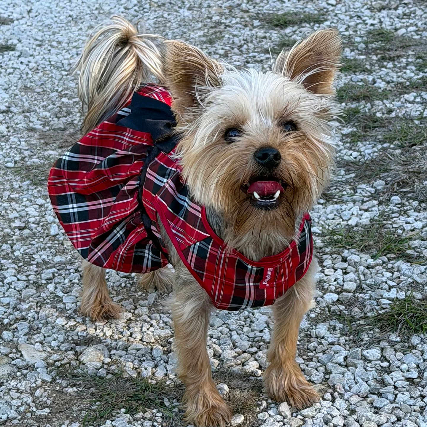 Maryanna is registered to the contest to win money with this photo: animal, canine, cute, dog, ears_up, fur, grass, gravel, happy, nature, outdoor, pet, plaid_dress, red_dress, small_dog, smiling, standing, tail, tongue_out, walking