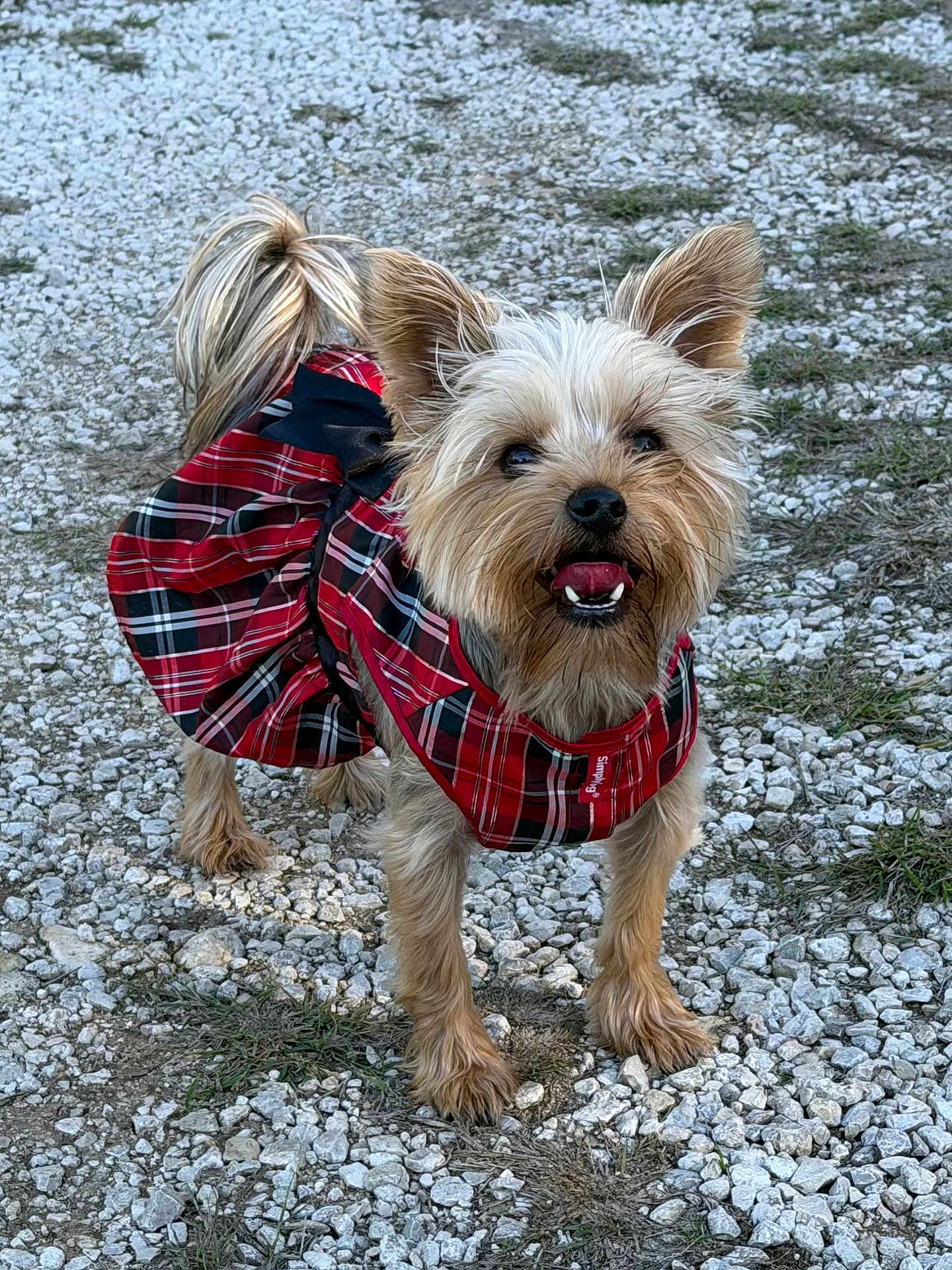 Maryanna is registered to the contest to win money with this photo: dog, small_dog, plaid_dress, red_dress, outdoor, gravel, happy, tongue_out, ears_up, pet, animal, cute, fur, tail, walking, standing, nature, grass, smiling, canine