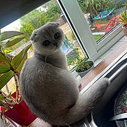 Snowy joined the competition — help win amazing prizes! animal, background_blur, cat, curious, daylight, decor, domestic, feline, gray_cat, houseplant, indoor, kitchen, plant, plate, potted_plant, round_eyes, sink, tail, window, windowsill