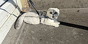 Snowy is registered to the contest to win money with this photo: cat, white_cat, harness, leash, concrete, brick_wall, door, shadow, sunlight, outdoor, pet, animal, feline, sidewalk, curious, wide_eyes, mouth_open, resting, daylight, urban