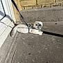 cat, white_cat, harness, leash, concrete, brick_wall, door, shadow, sunlight, outdoor, pet, animal, feline, sidewalk, curious, wide_eyes, mouth_open, resting, daylight, urban