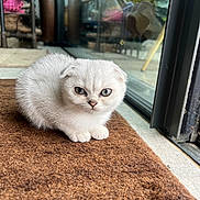 Snowy joined the competition — help win amazing prizes! kitten, cat, white_cat, fluffy, indoor, carpet, brown_carpet, glass_door, sitting, pet, animal, cute, small, young, feline, ears, eyes, floor, shelf, shoes