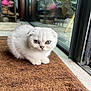 kitten, cat, white_cat, fluffy, indoor, carpet, brown_carpet, glass_door, sitting, pet, animal, cute, small, young, feline, ears, eyes, floor, shelf, shoes