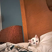 Lilly is registered to the contest to win money with this photo: animal, bed, black_spots, blanket, cat, comfort, cozy, cute, feline, fur, headboard, indoor, kitten, pet, quilt, resting, sleepy, small, white, wood