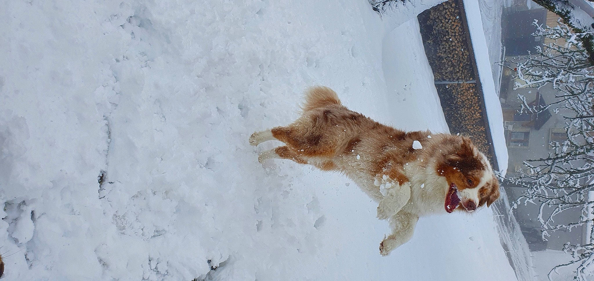 Mowgly participe au concours pour gagner de l'argent avec cette photo : canidae, carnivore, companion_dog, dog, dog_breed, fawn, freezing, ice, liver, playing_in_the_snow, snout, snow, sporting_group, winter, working_dog