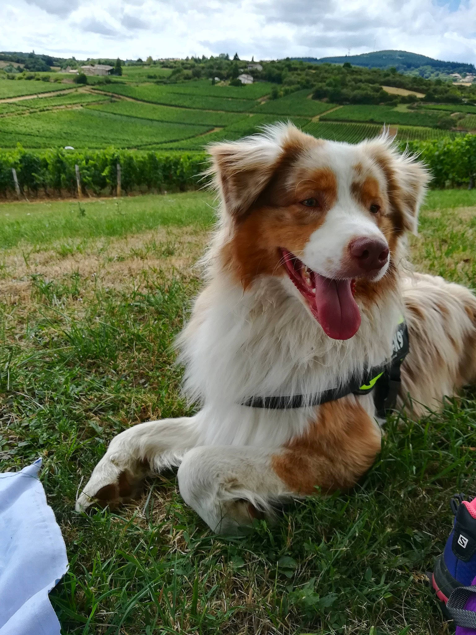 Mowgly participe au concours pour gagner de l'argent avec cette photo : agriculture, carnivore, collar, companion_dog, dog, dog_breed, dog_collar, farm, field, grassland, pasture, plain, plantation, rural_area, snout, sporting_group, tongue, tooth, whiskers, working_animal