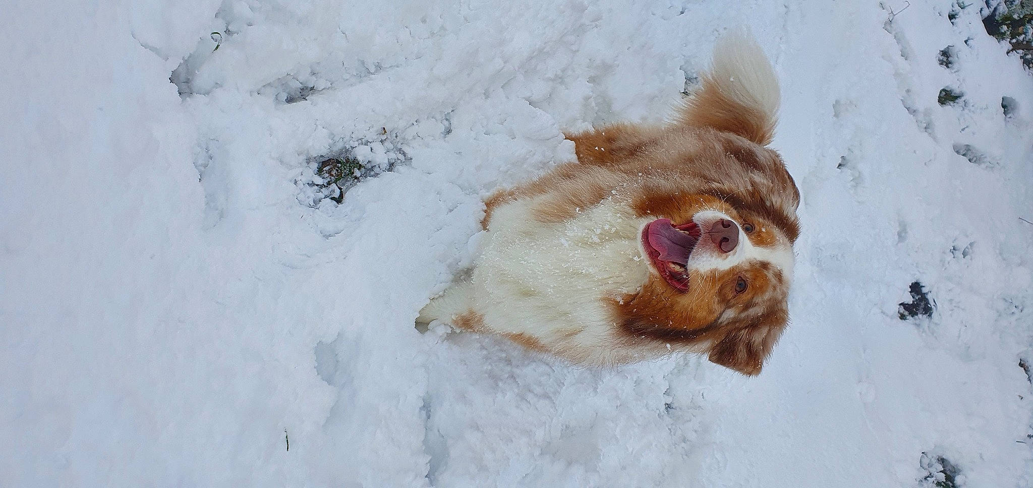 Mowgly participe au concours pour gagner de l'argent avec cette photo : canidae, carnivore, companion_dog, dog, dog_breed, fawn, freezing, fur, liver, paw, playing_in_the_snow, precipitation, snout, snow, sporting_group, tail, winter, working_dog