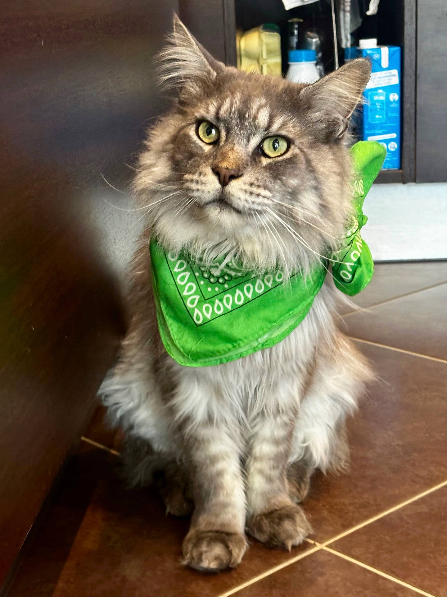 Taïga participe au concours pour gagner de l'argent avec cette photo : animal, cat, closeup, companion, curious, cute, domestic_animal, ears, feline, floor, fluffy, fur, green_bandana, indoor, looking_up, pet, portrait, sitting, tile_floor, whiskers