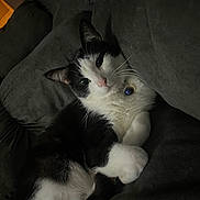 Nikkoshi joined the competition — help win amazing prizes! cat, black_and_white, pet, collar, bell, couch, indoor, relaxed, fur, whiskers, paw, animal, domestic, feline, resting, cute, comfortable, home, soft, sleepy