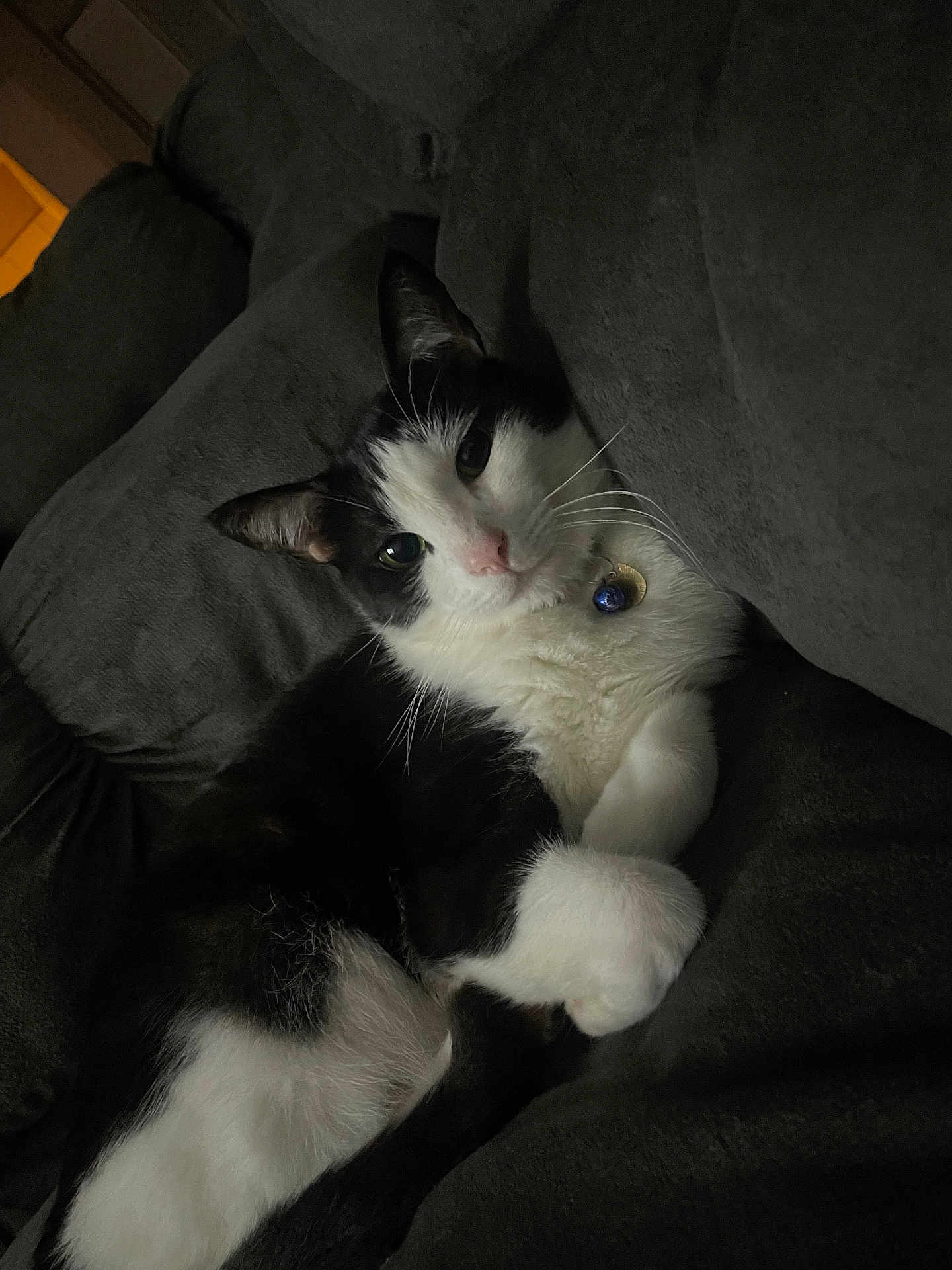 Nikkoshi joined the competition — help win amazing prizes! cat, black_and_white, pet, collar, bell, couch, indoor, relaxed, fur, whiskers, paw, animal, domestic, feline, resting, cute, comfortable, home, soft, sleepy
