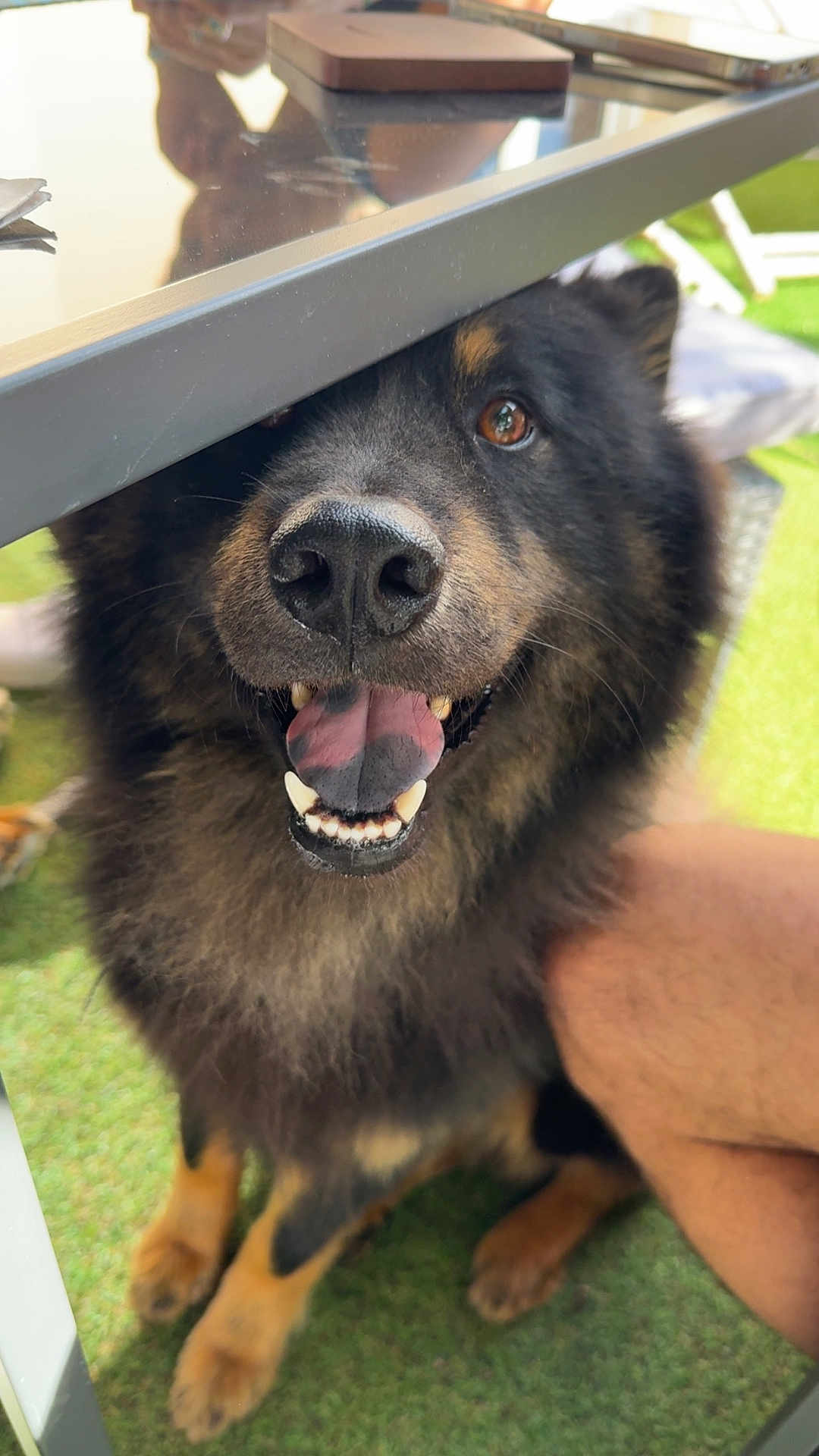 Ulysse a rejoint le concours — aidez-le/la à gagner de superbes lots ! dog, black_dog, tan_paws, glass_table, grass, happy, tongue_out, pet, canine, outdoor, sitting, furry, close_up, animal, legs, table_edge, smiling, playful, companion, domestic_animal