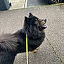 Ulysse participe au concours pour gagner de l'argent avec cette photo : dog, leash, pavement, sidewalk, black_fur, tan_fur, fluffy, pet, outdoor, car, wheel, trash_bin, street, anticipation, walking, canine, animal, daytime, urban, closeup